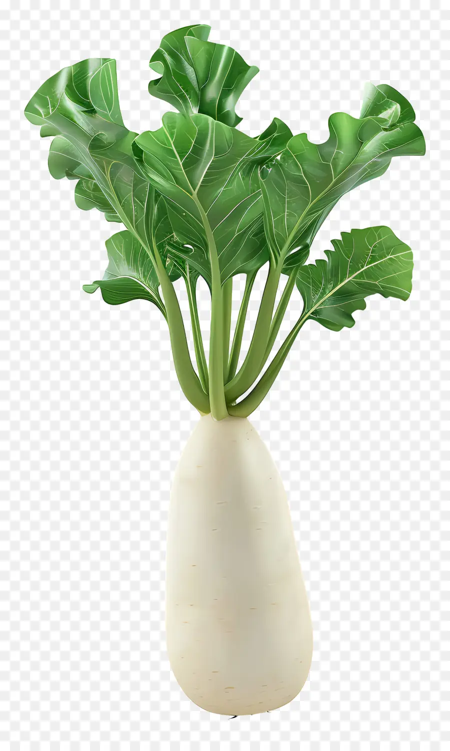 Daikon Turpu，Turp PNG