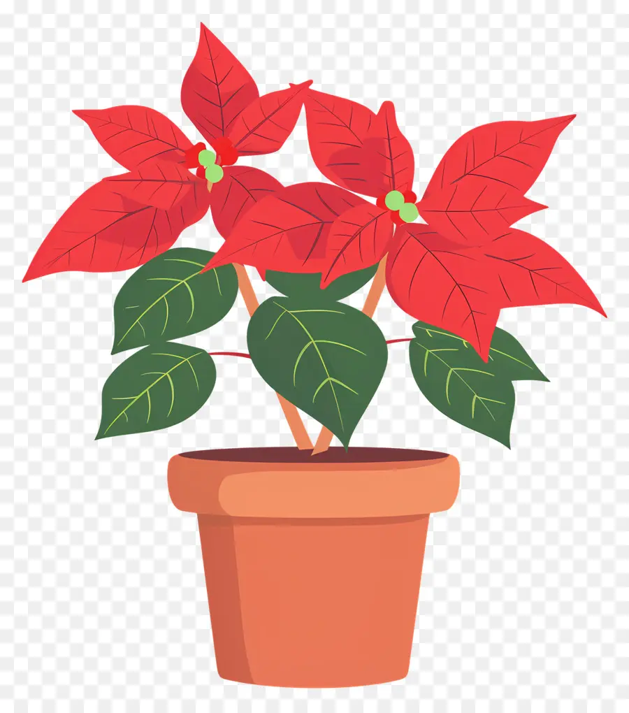 Poinsettia Tencerede，Poinsettia Bitkisi PNG