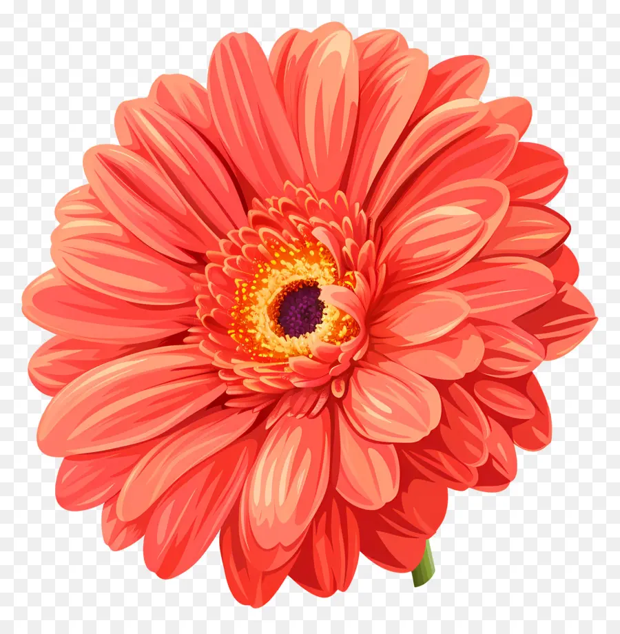 Gerbera Daisy Çiçeği，Gerbera Papatya PNG