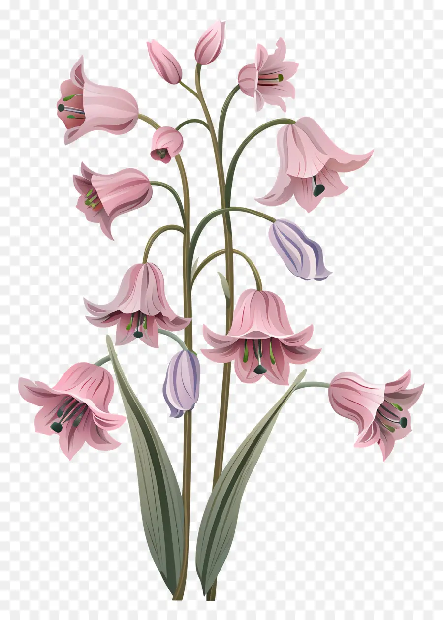 Bluebells，Pembe Çiçekler PNG