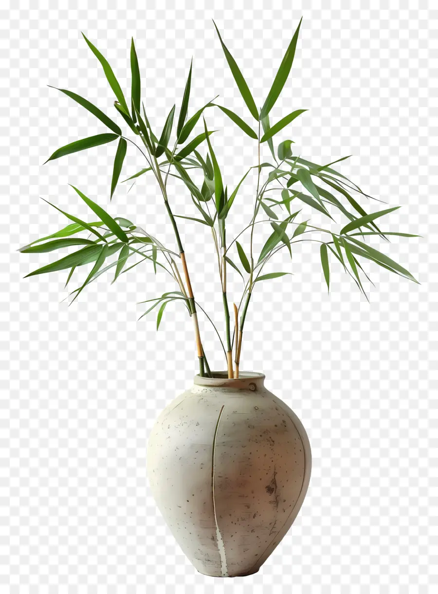 Vazo Bambu，Bambu Bitki PNG