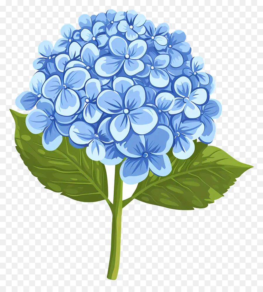 Ortanca çiçek，Mavi Hidrant Çiçeği PNG
