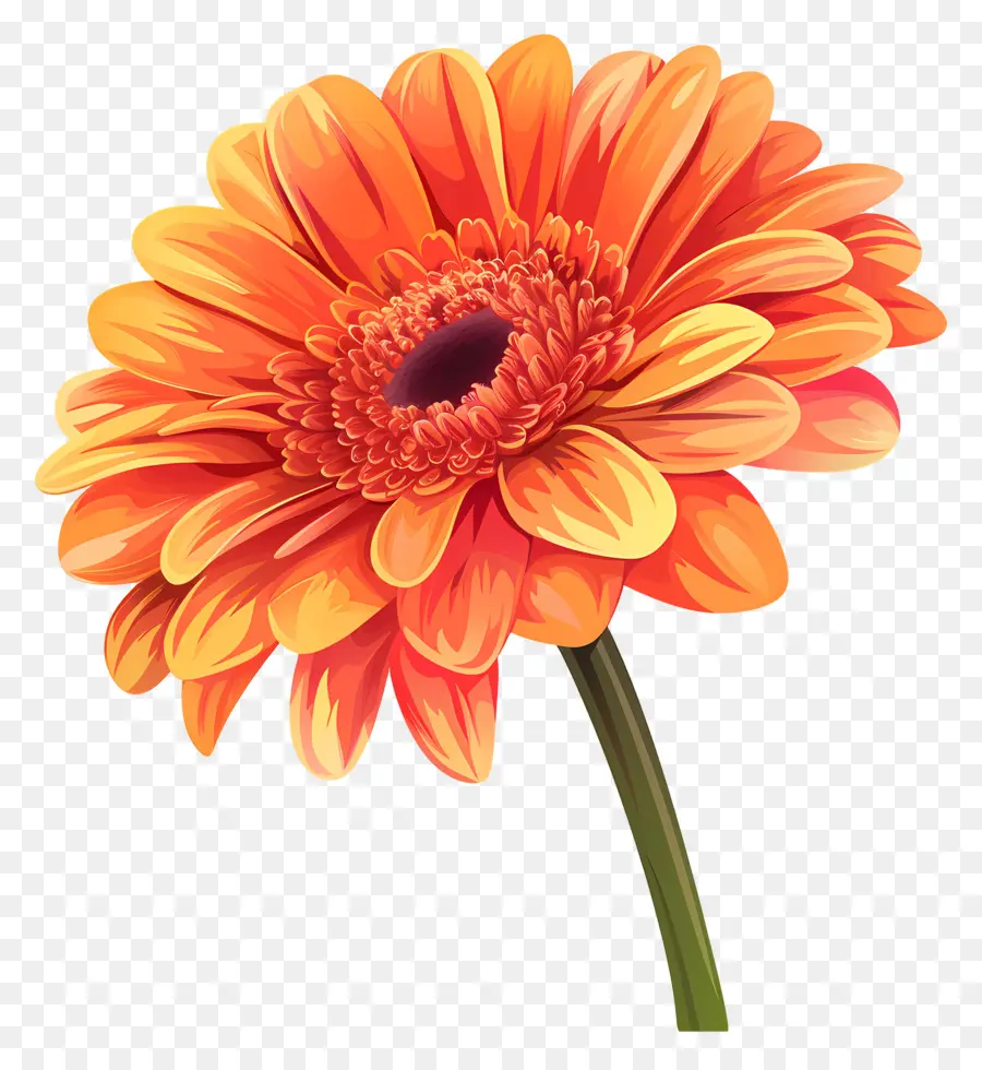 Gerbera Daisy Çiçeği，Turuncu Daisy PNG