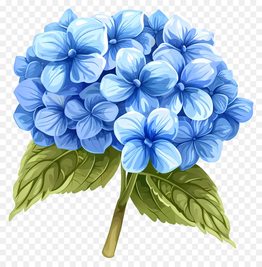 Ortanca çiçek，Mavi Ortanca PNG