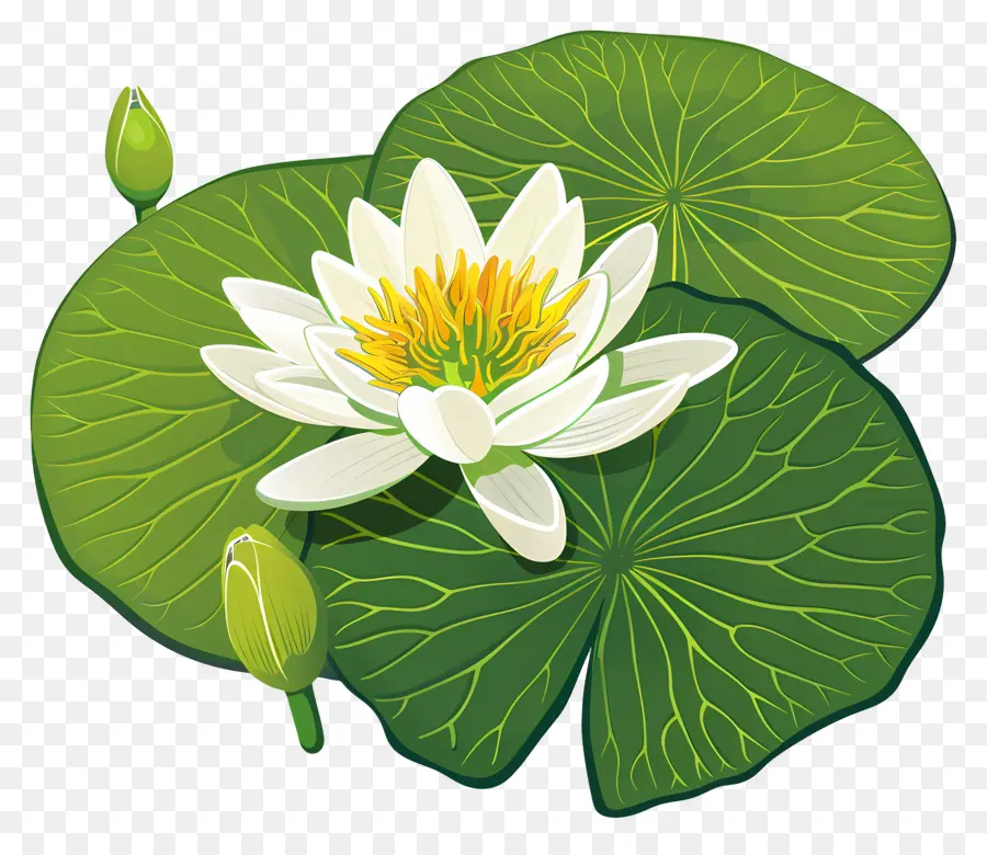 Nilüfer Yaprağı，Lotus çiçeği PNG