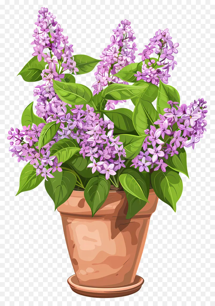 Lila çiçek，Leylak Bitkileri PNG