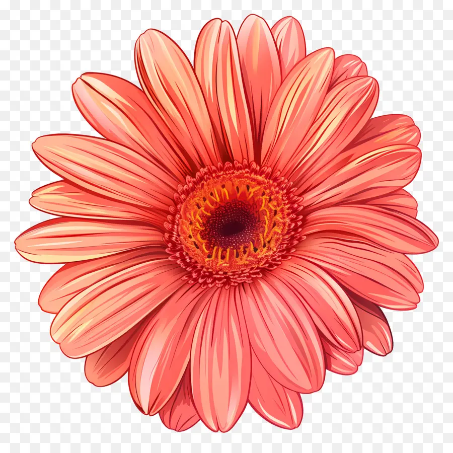 Gerbera Daisy Çiçeği，Pembe çiçek PNG