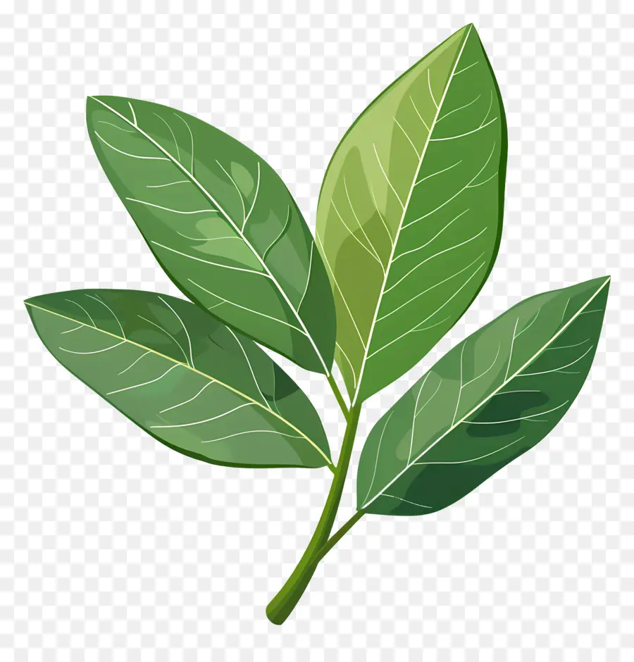 Defne Yaprağı，Yeşil Yaprak PNG
