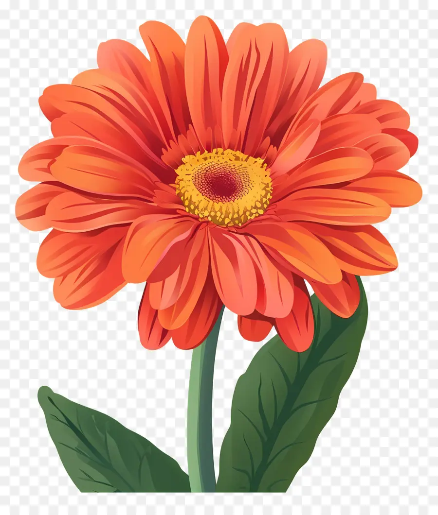 Gerbera Daisy Çiçeği，Portakal çiçeği PNG