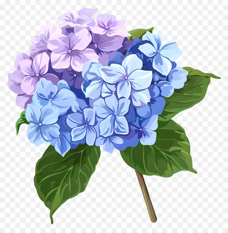 Ortanca çiçek，Mavi çiçekler PNG