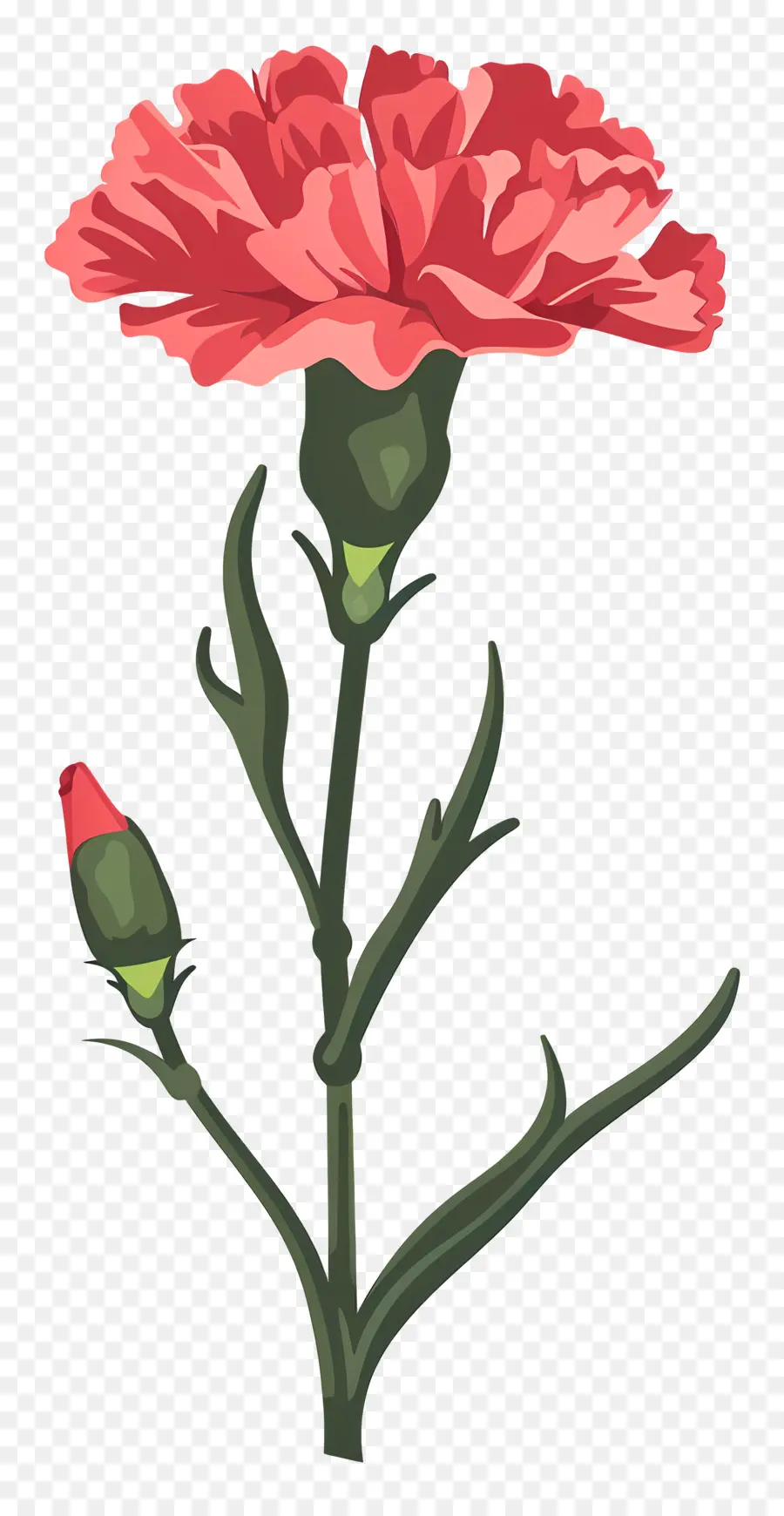 Karanfil çiçek，Pembe çiçek PNG