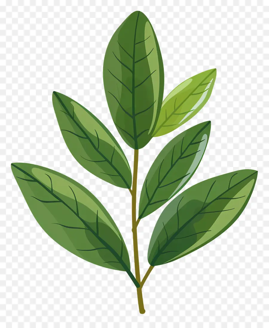 Defne Yaprağı，Yeşil Yaprak PNG