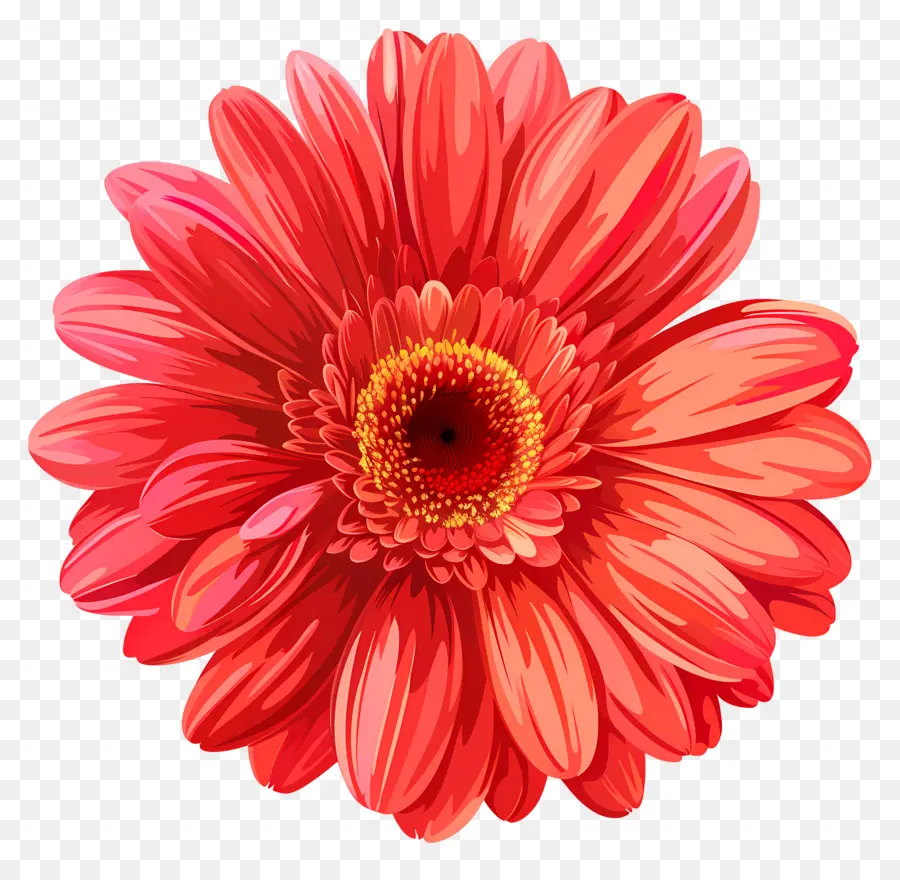 Gerbera Papatya çiçeği，Pembe Çiçek PNG