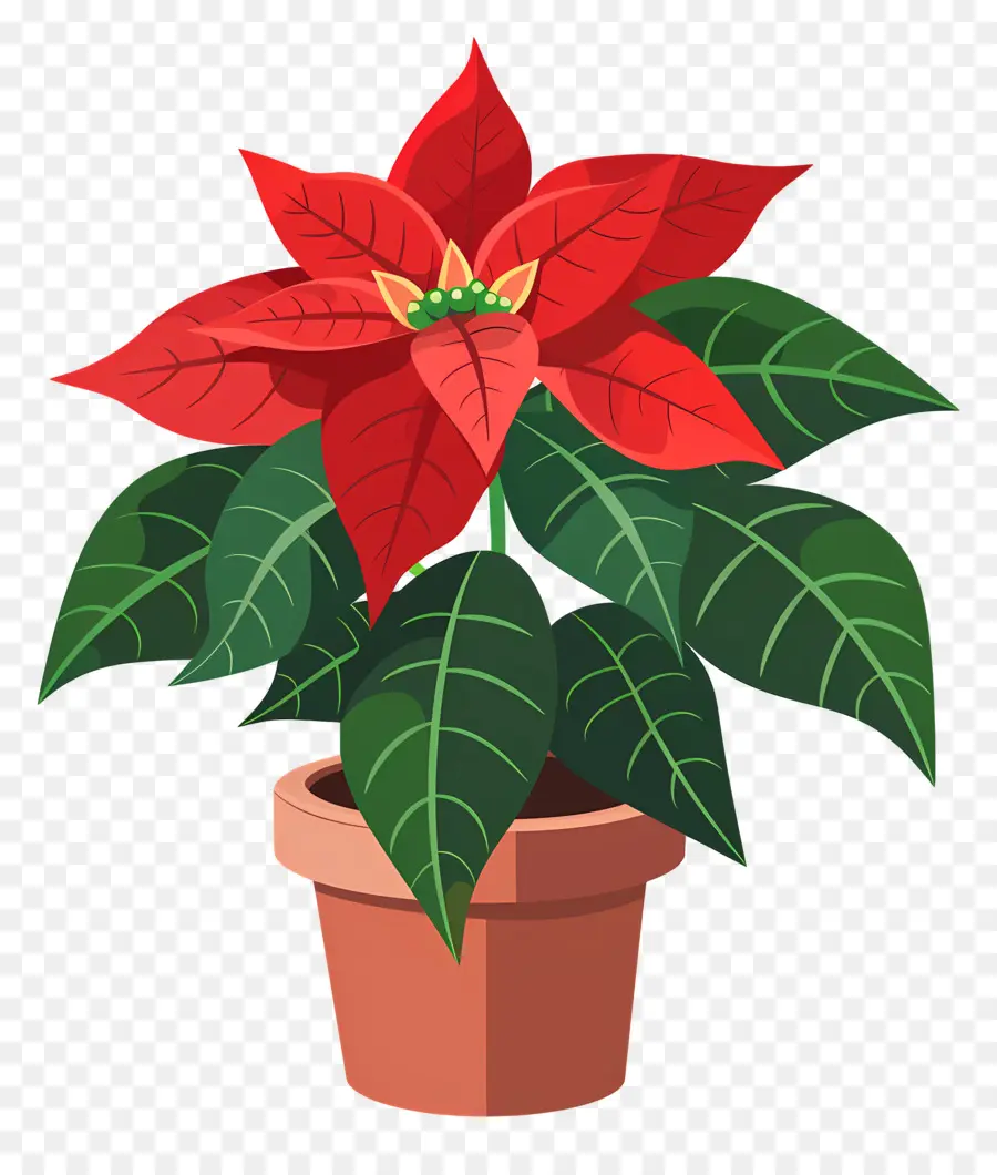 Poinsettia Tencerede，Poinsettia PNG