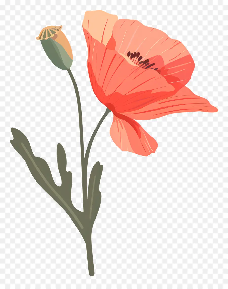 Afyon çiçeği，Kırmızı Haşhaş çiçeği PNG