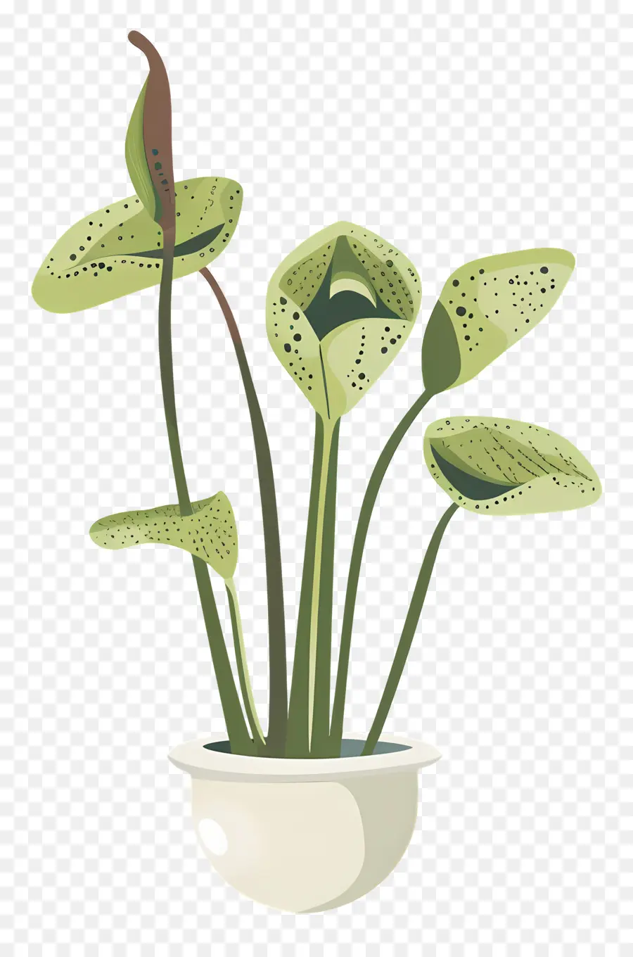 Sürahi Bitki，Venüs Sinekkapanı PNG
