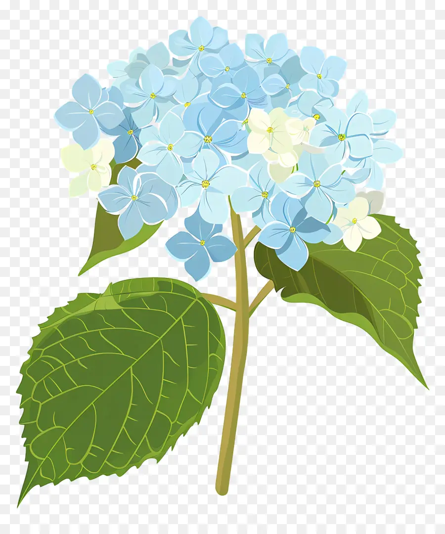 Ortanca çiçek，Mavi Ve Beyaz çiçekler PNG