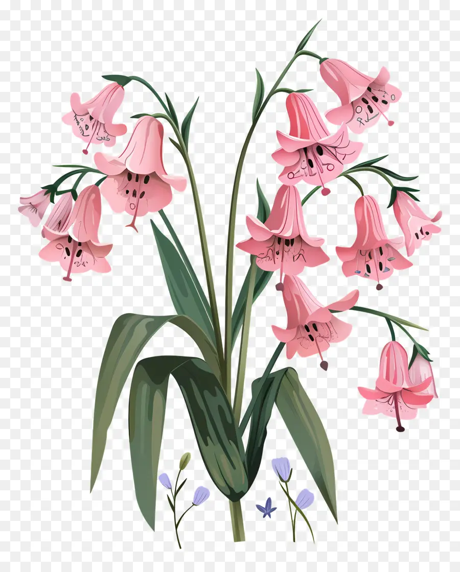 Sümbül，Pembe çiçekler PNG