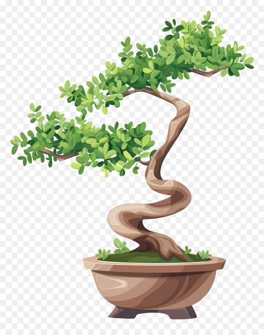 Bonsai Ağacı，Kapalı Bitki PNG