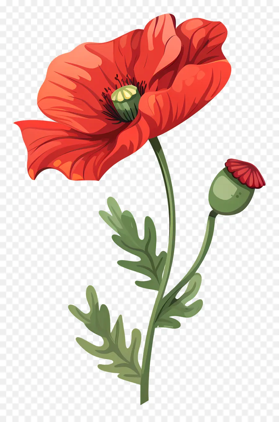 Afyon çiçeği，Kırmızı Haşhaş PNG