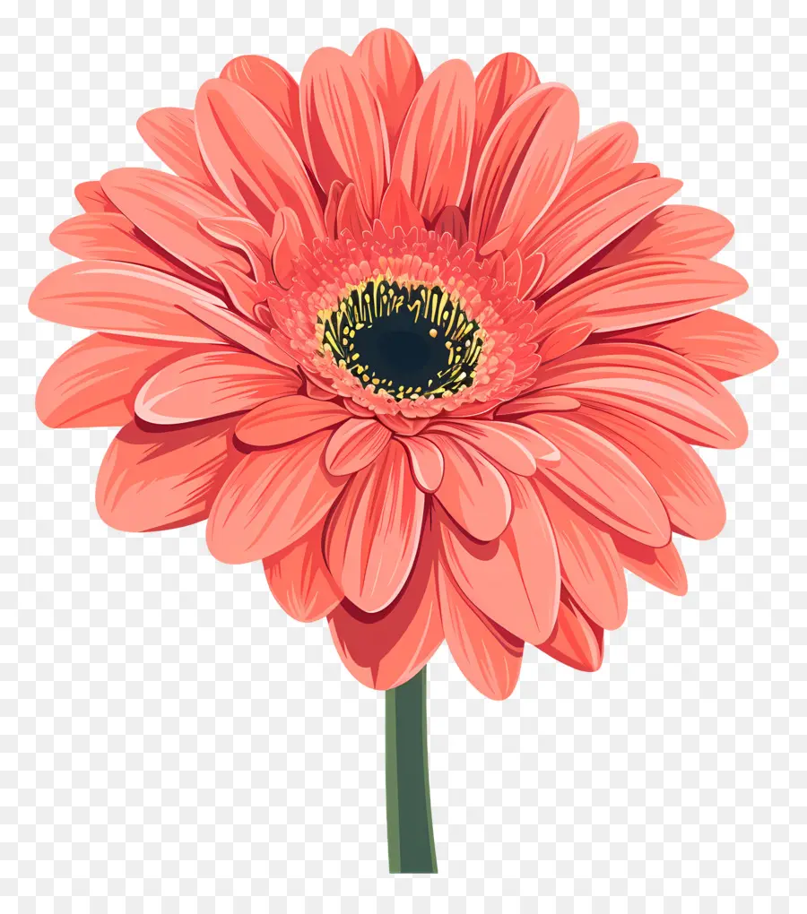 Gerbera Daisy Çiçeği，Pembe çiçek PNG