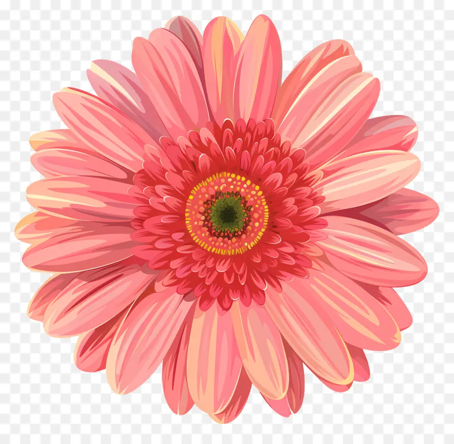 Gerbera Daisy Çiçeği，Pembe çiçek PNG