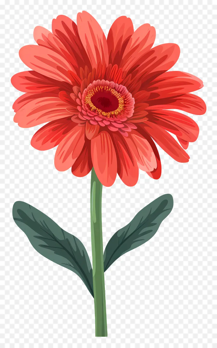 Gerbera Daisy Çiçeği，Gerbera çiçek PNG
