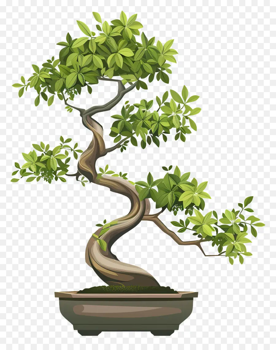 Bonsai Ağacı，Yeşil Yaprakları PNG