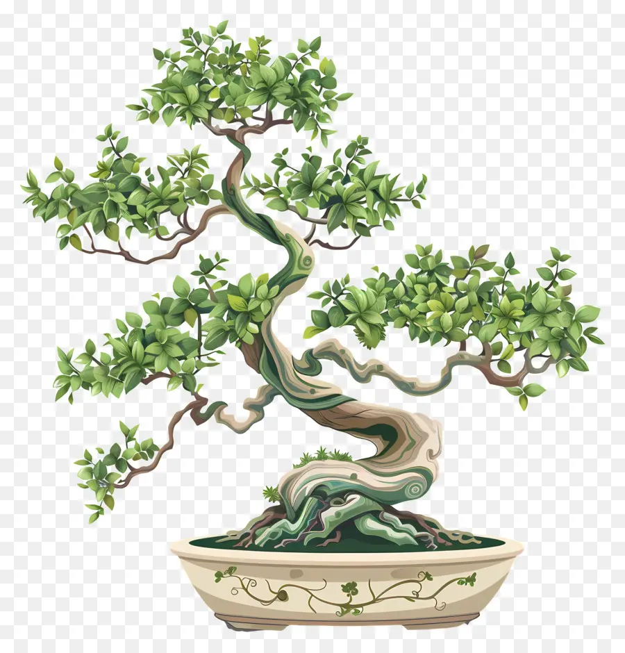 Bonsai Ağacı，Yeşil Yaprakları PNG