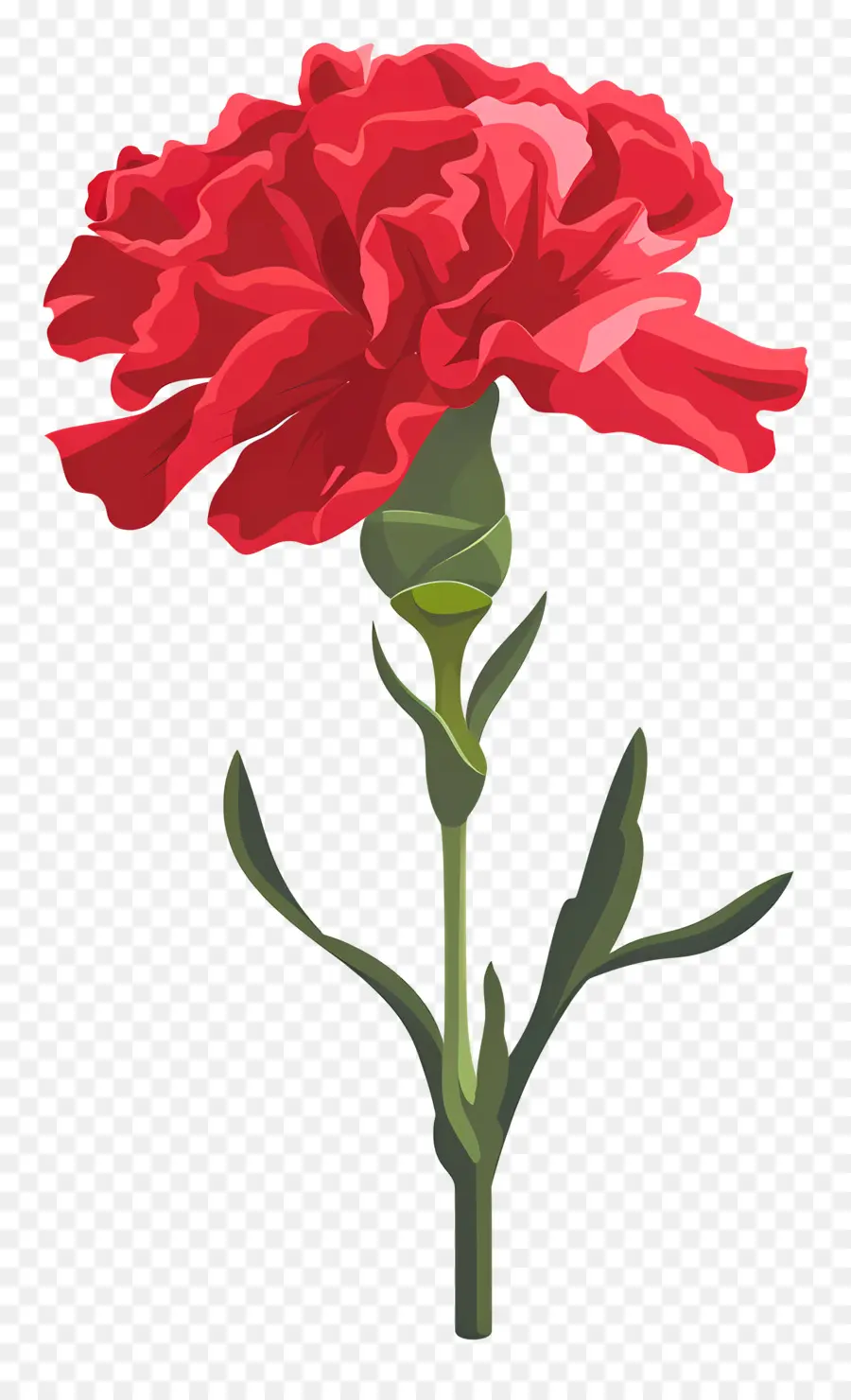 Karanfil çiçek，Kırmızı Karanfil PNG