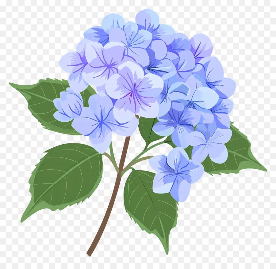 Ortanca çiçek，Mavi çiçekler PNG