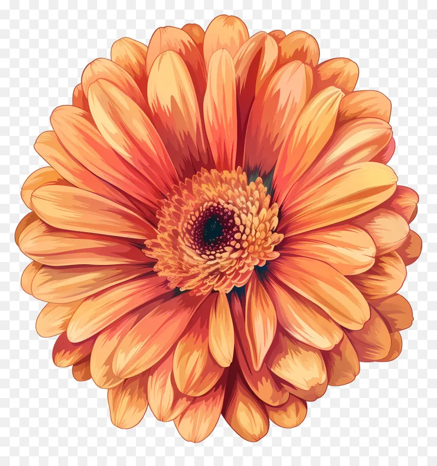 Gerbera Daisy Çiçeği，Portakal çiçeği PNG