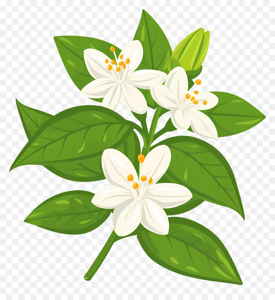 Yasemin çiçeği，Yeşil Yapraklı Bitki PNG