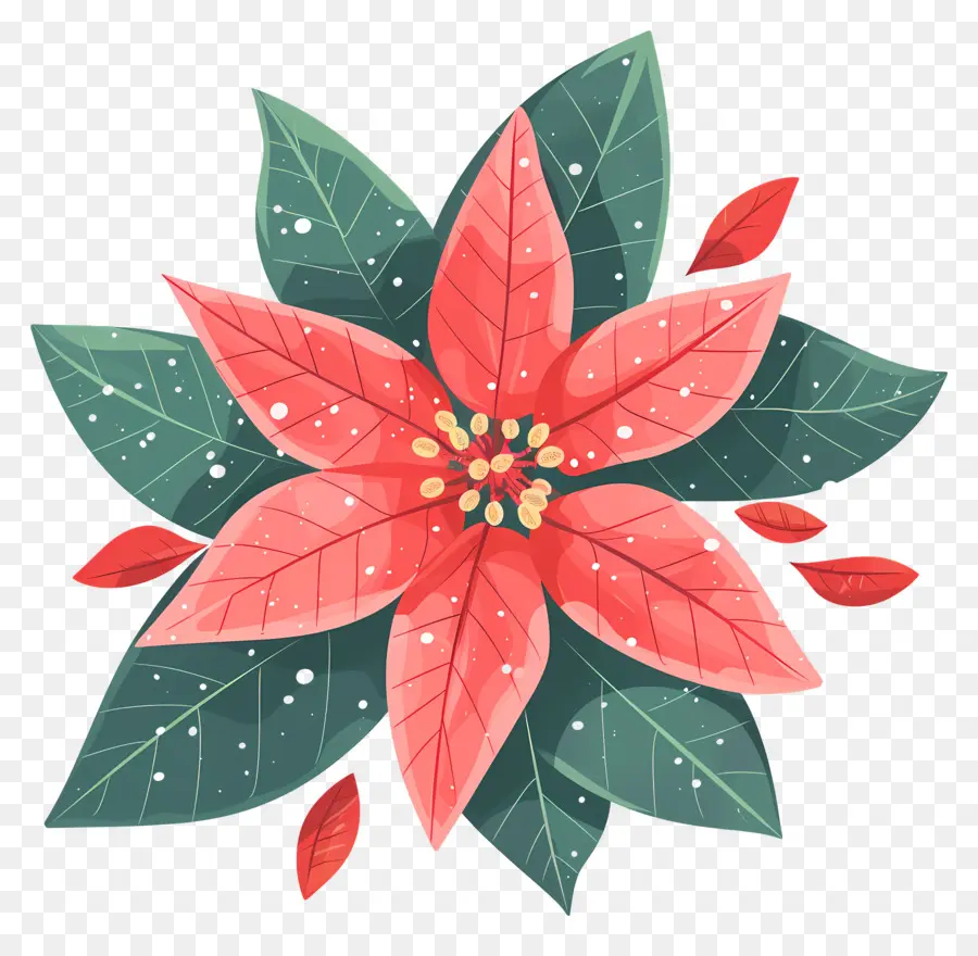 Kış çiçeği，Poinsettia çiçek PNG