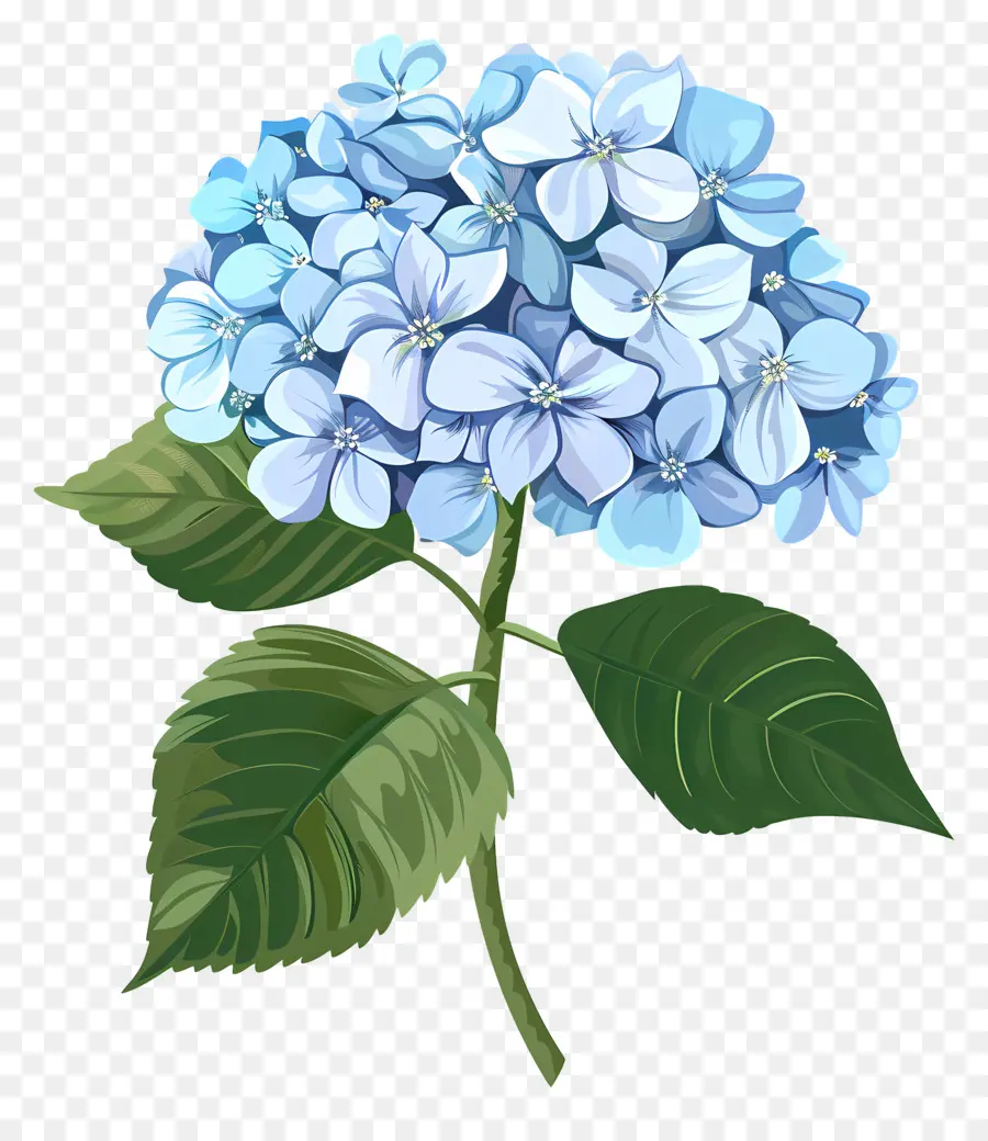 Ortanca çiçek，Açık Mavi Ortanca PNG