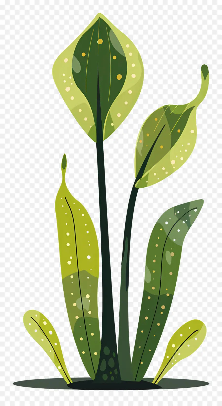 Sürahi Bitki，Yeşil Bitki PNG