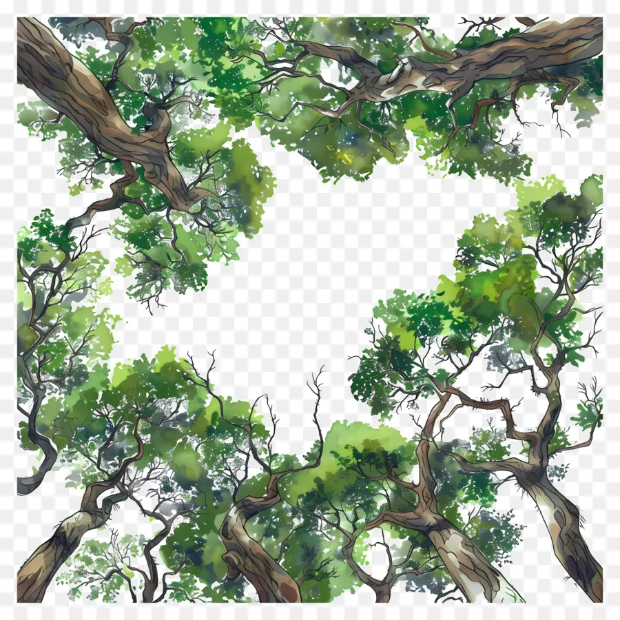 Orman Kanopisi，Yeşil Ağaç PNG
