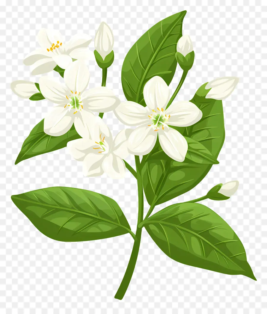Yasemin çiçeği，Beyaz çiçek PNG