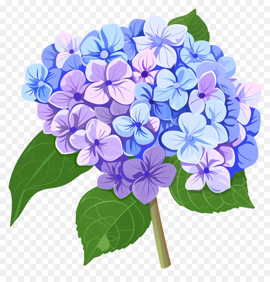 Ortanca çiçek，Mavi Ve Mor çiçekler PNG