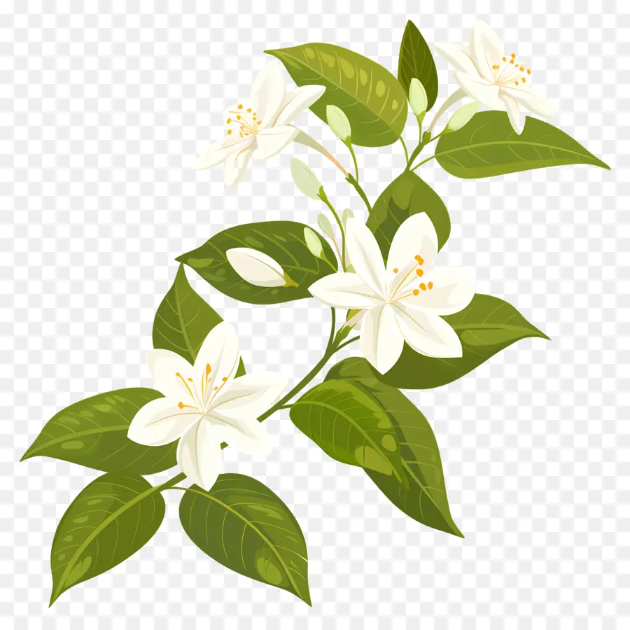Yasemin çiçeği，Beyaz PNG