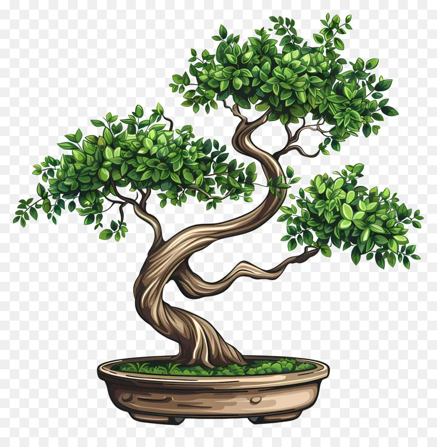 Bonsai Ağacı，Siyah Arka Plan PNG
