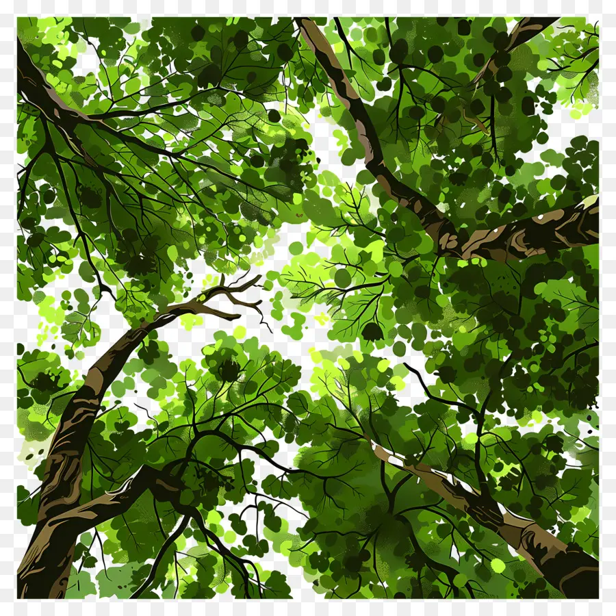 Orman Kanopisi，Yeşil Ağaçlar PNG
