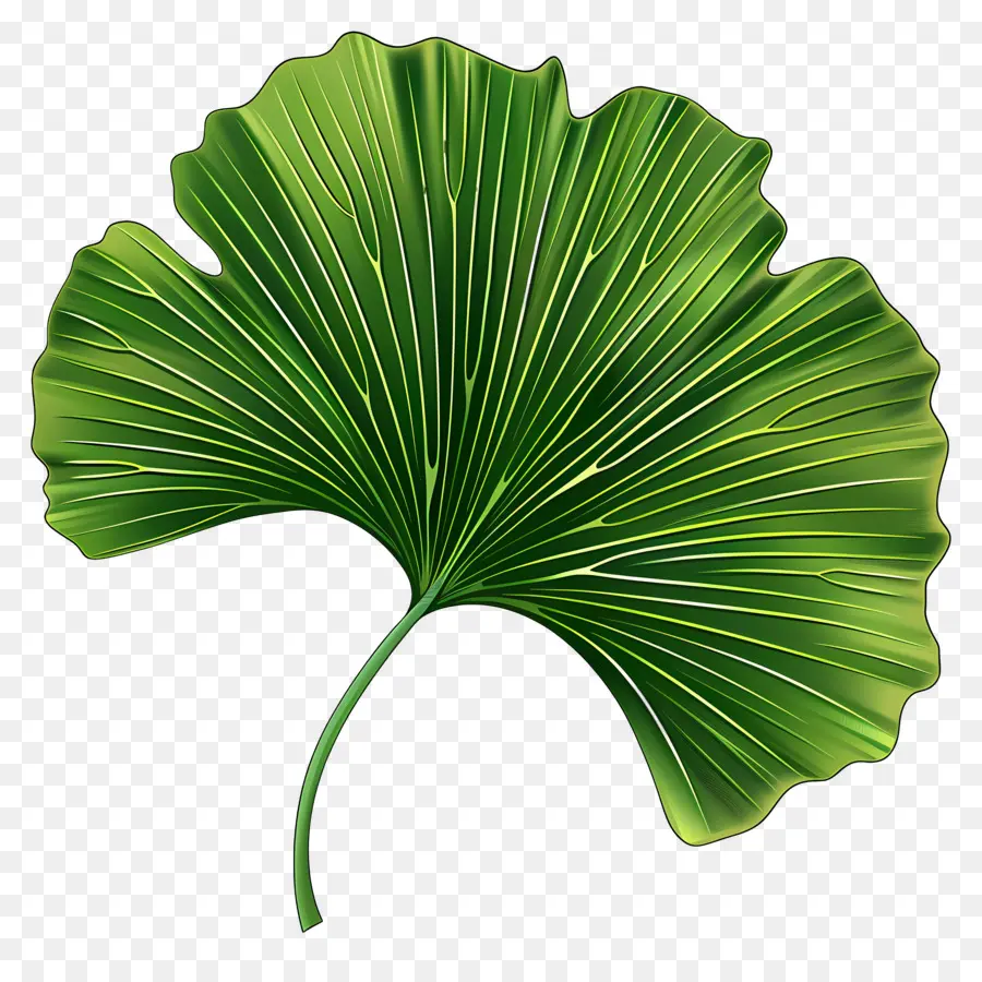 Ginkgo Yaprağı，Yeşil PNG