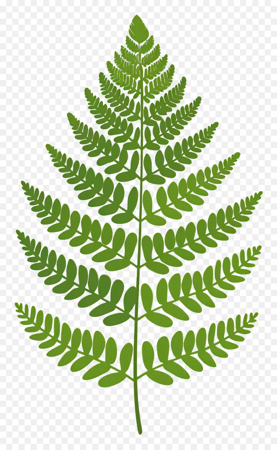 Fern Bitkisi，Fern Yaprak PNG