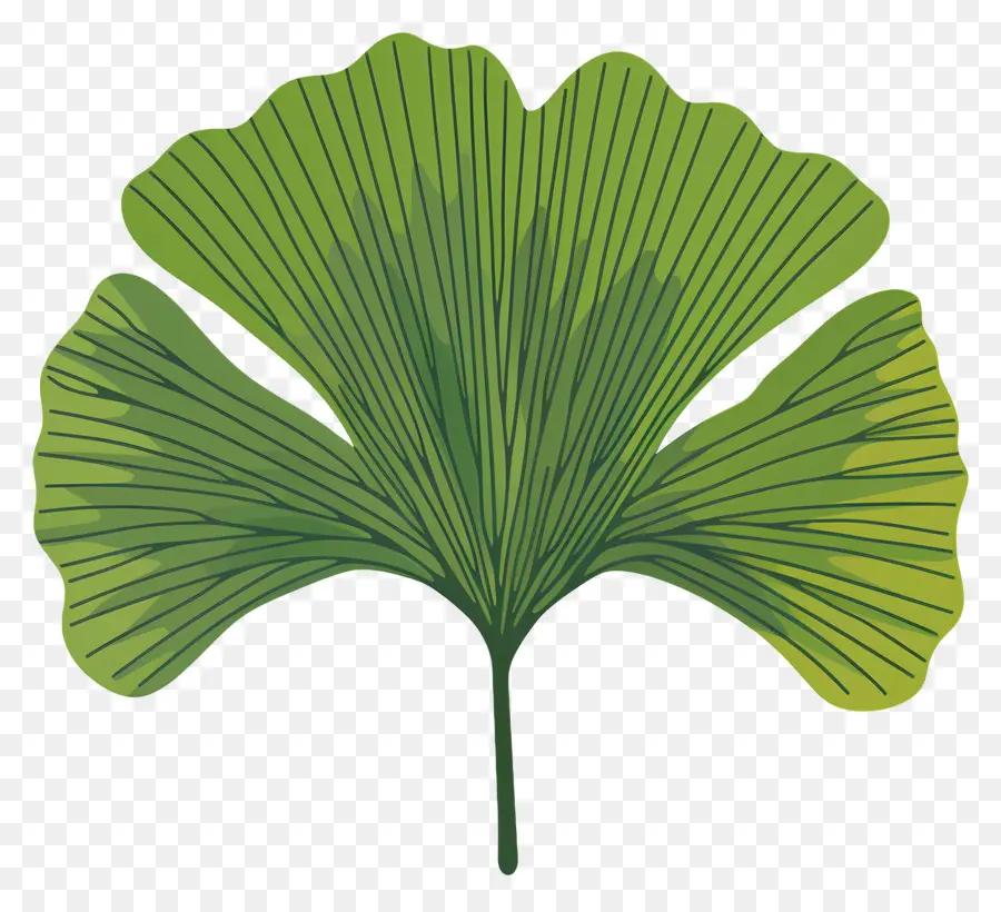 Ginkgo Yaprağı，Yeşil Yaprakları PNG