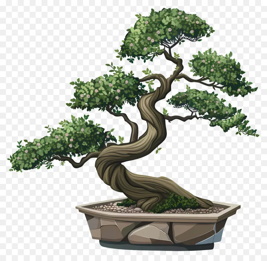 Bonsai Ağacı，Minyatür Ağacı PNG