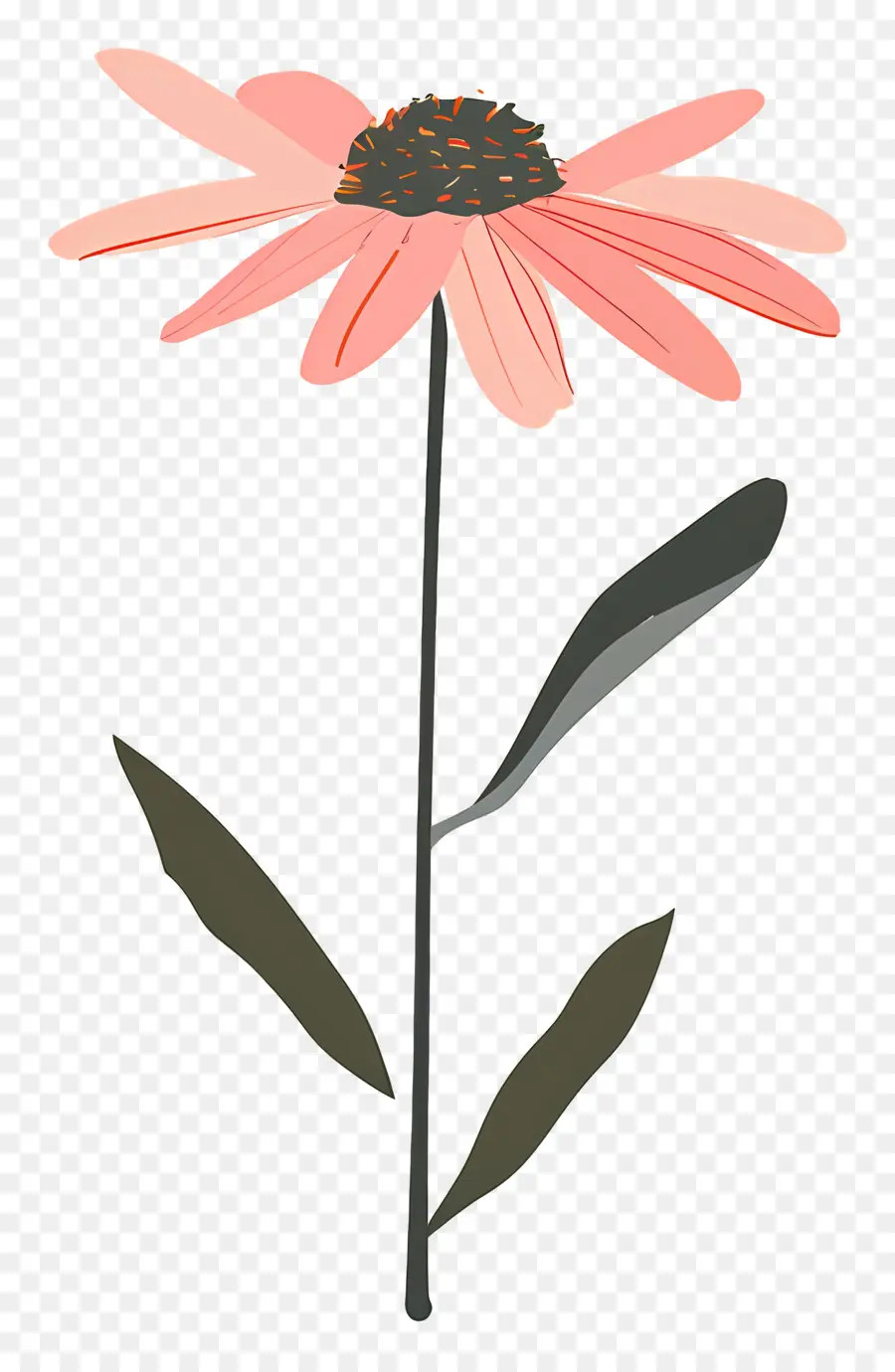 Pembe Daisy，Pembe çiçek PNG