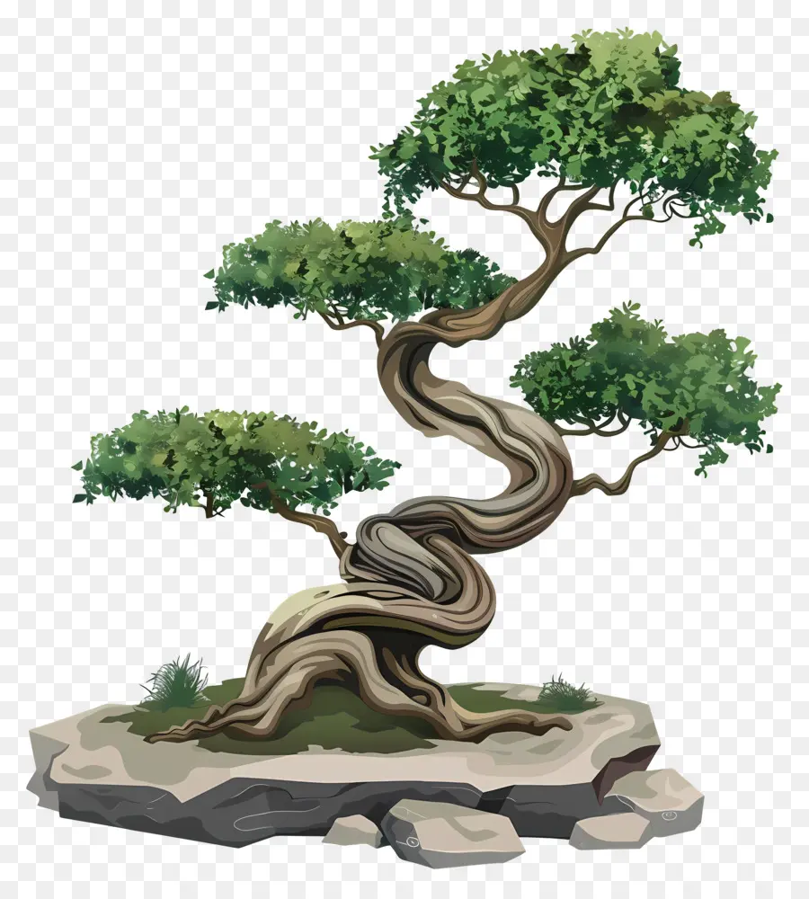 Bonsai Ağacı，Gövde PNG