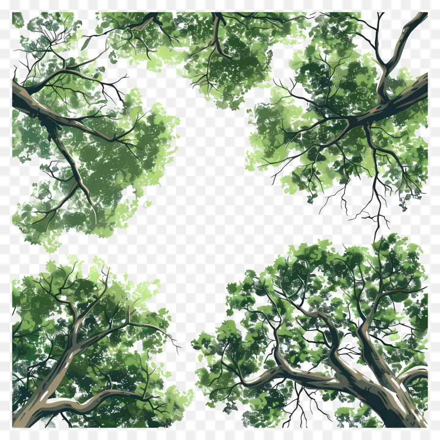 Orman Kanopisi，Yeşil Ağaçlar PNG