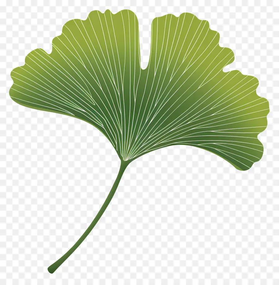 Ginkgo Yaprağı，Yeşil Yaprak PNG